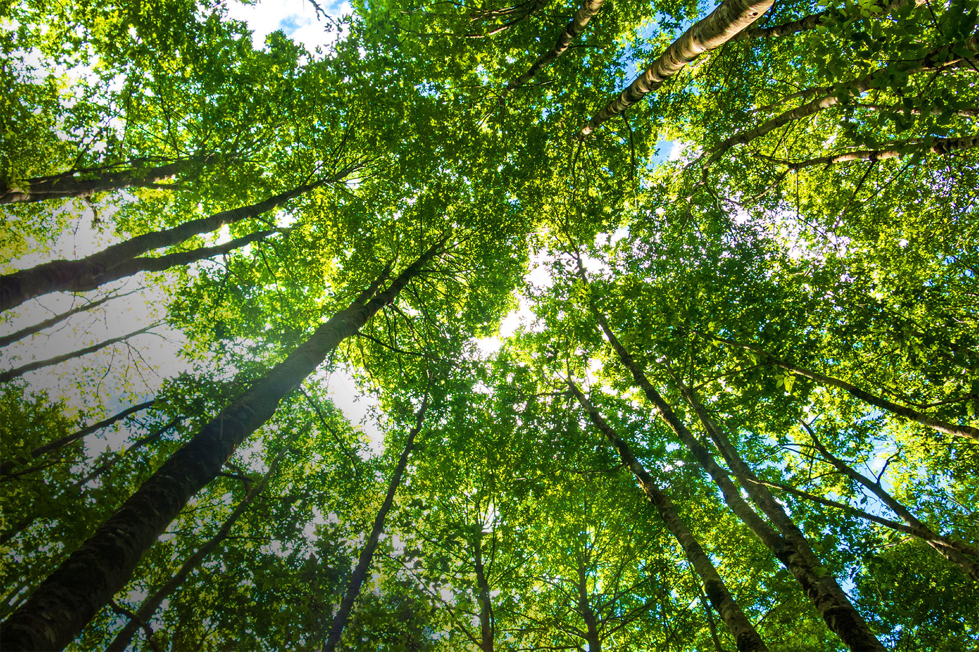 View of tall trees and green leaves from below, with sunlight filtering through the forest canopy against a blue sky.